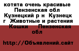 котята очень красивые - Пензенская обл., Кузнецкий р-н, Кузнецк г. Животные и растения » Кошки   . Пензенская обл.